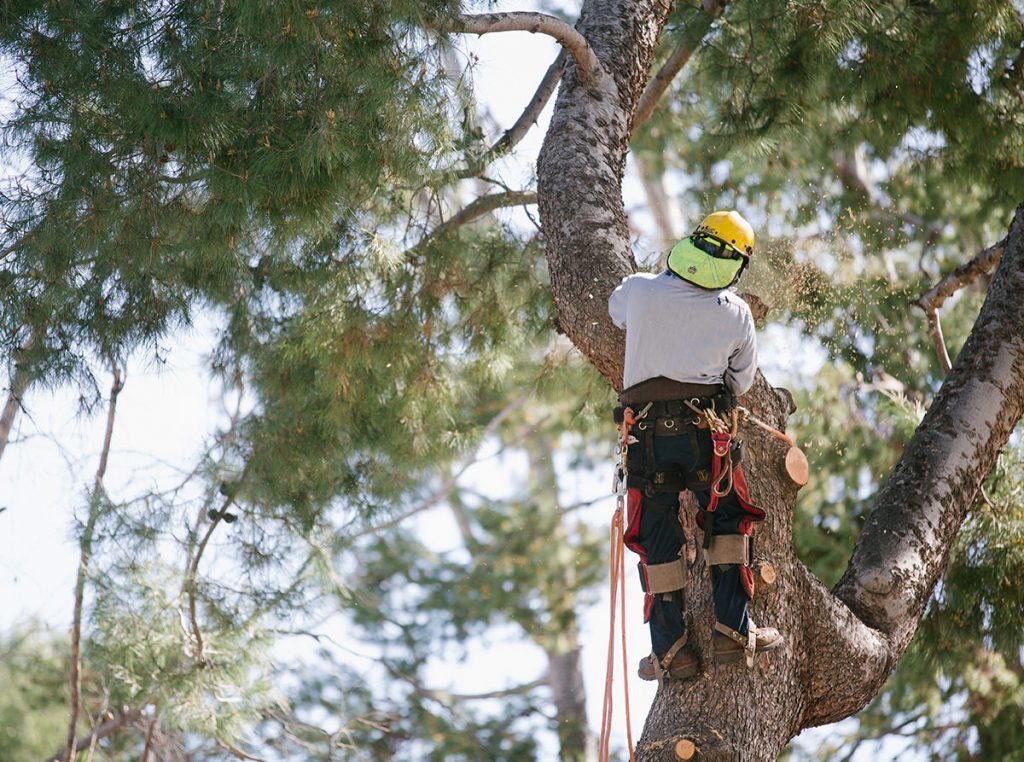 tree trimmer high up in tree working