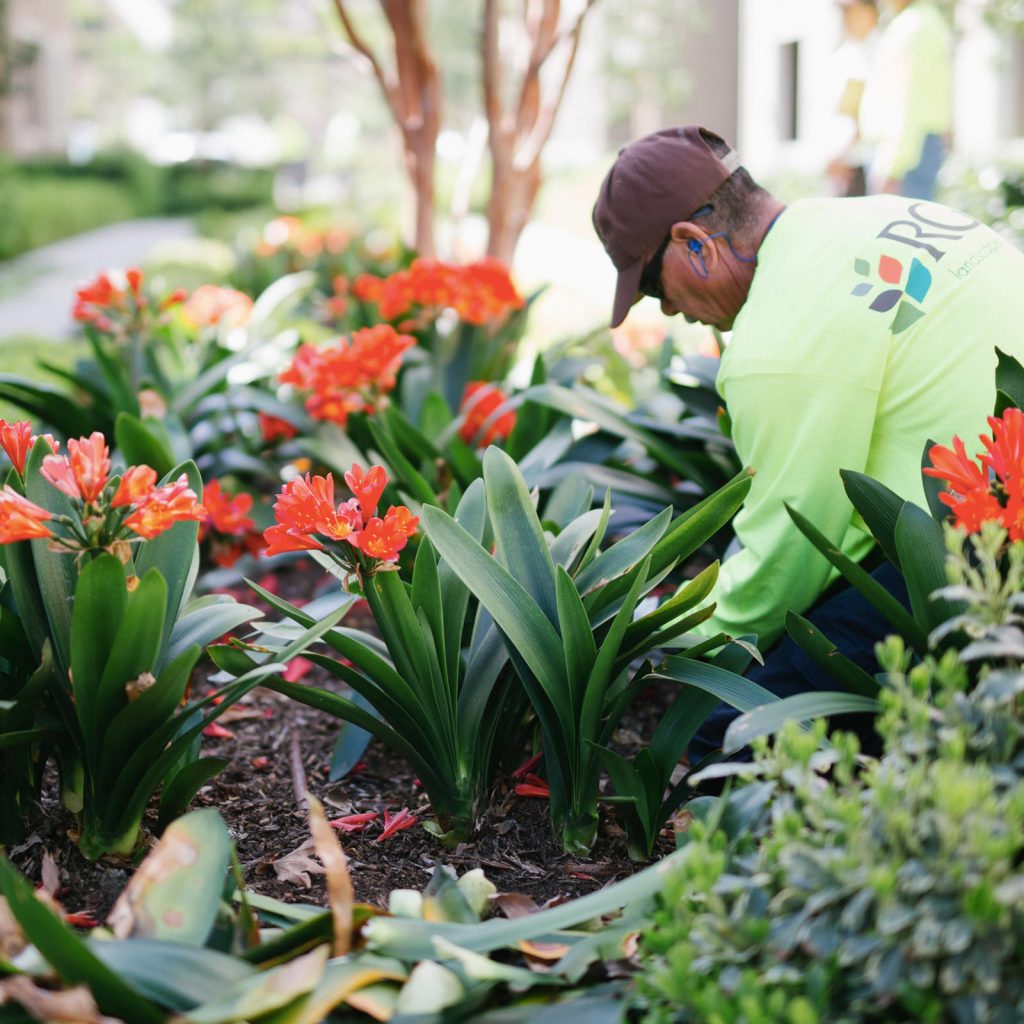landscaper planting new plants in garden area